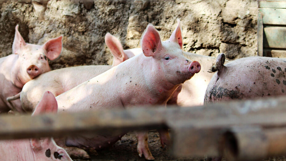 Photo de Saraí Zuno: https://www.pexels.com/fr-fr/photo/village-ete-sale-animal-4129087/