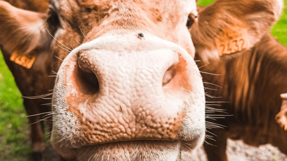 Photo de Piotrek Wilk: https://www.pexels.com/fr