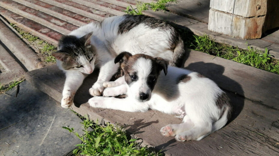 Photo de Yuliya Kazantseva: https://www.pexels.com/fr-fr/photo/chien-mignon-chat-adorable-8570243/