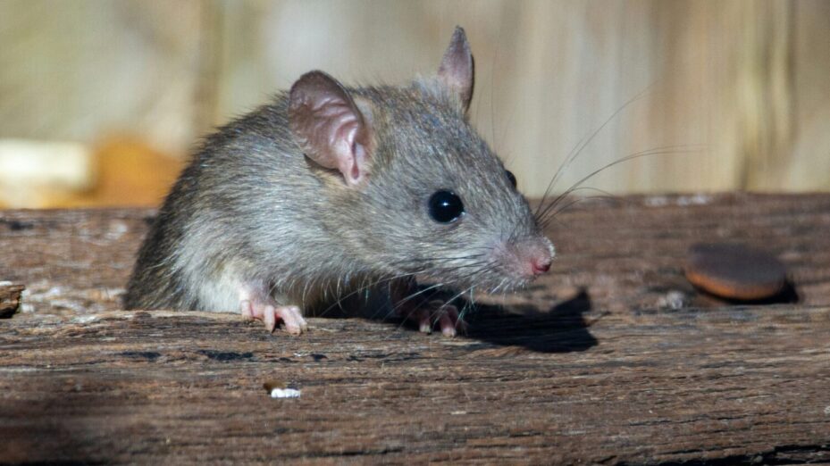 rat rongeur