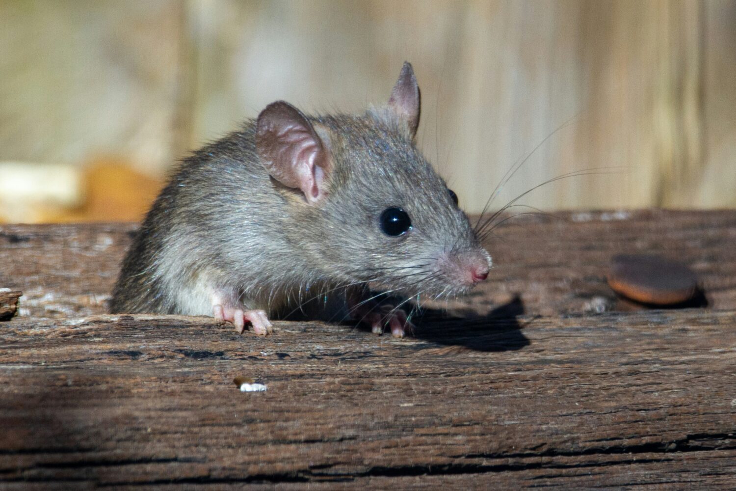 rat rongeur