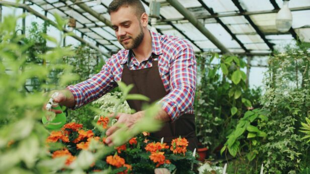 serre botanique, cultiver maraîchage
