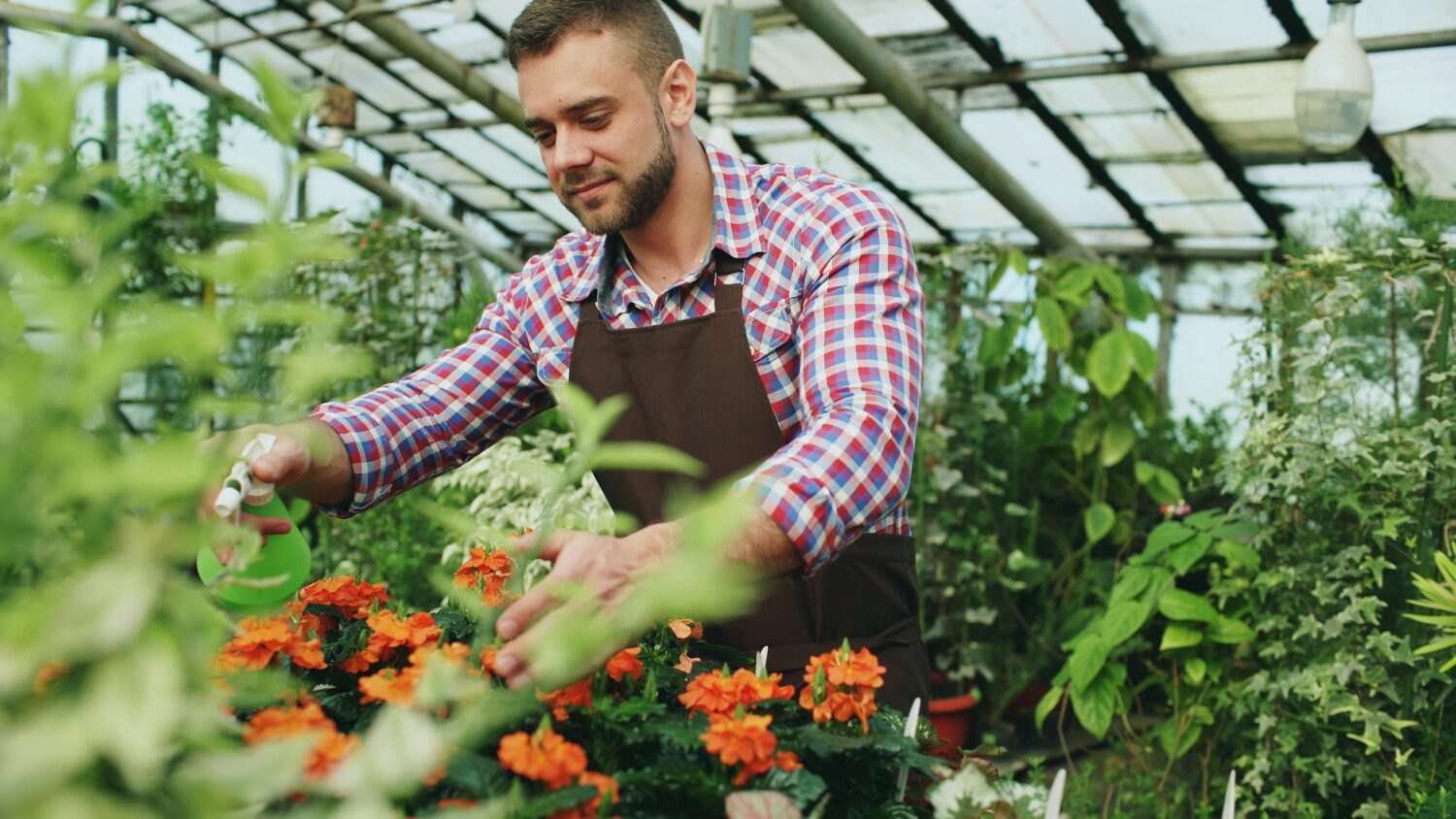 serre botanique, cultiver maraîchage