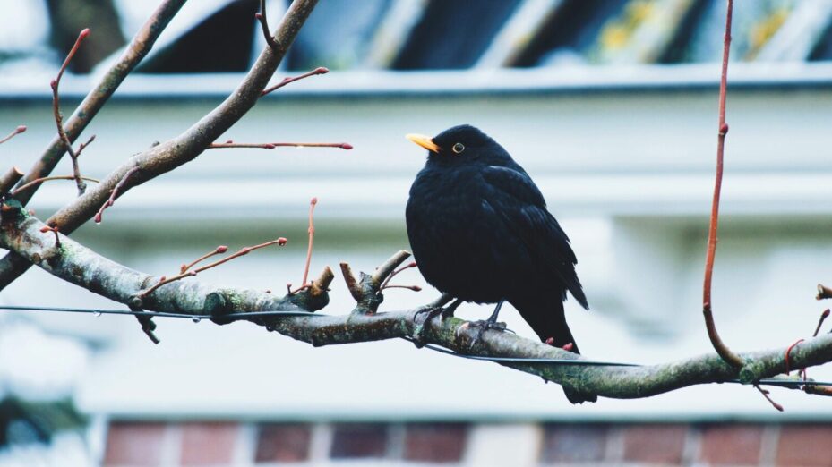 Photo de Matthias Zomer: https://www.pexels.com/fr-fr/photo/oiseau-aviaire-merle-ornithologie-5633490/