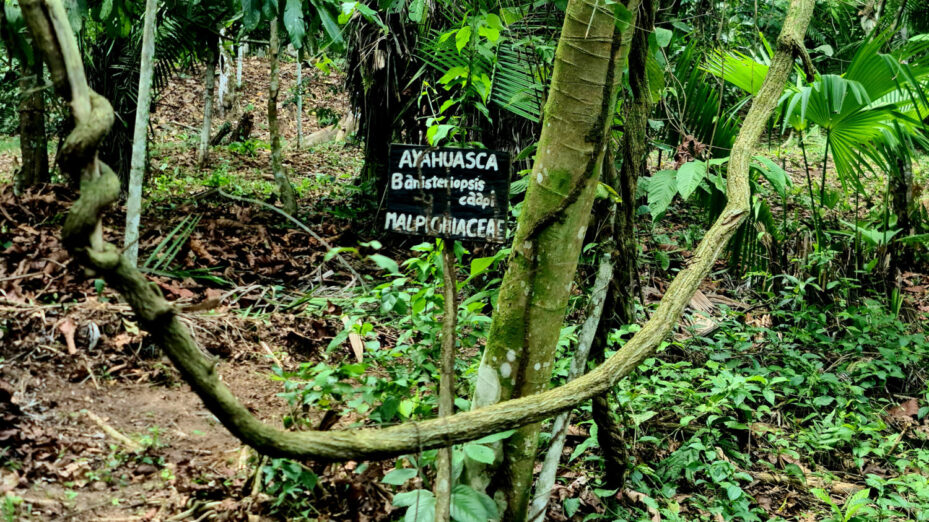 By Anthony Baratier - Own work, CC BY-SA 4.0, https://commons.wikimedia.org/w/index.php?curid=158646013