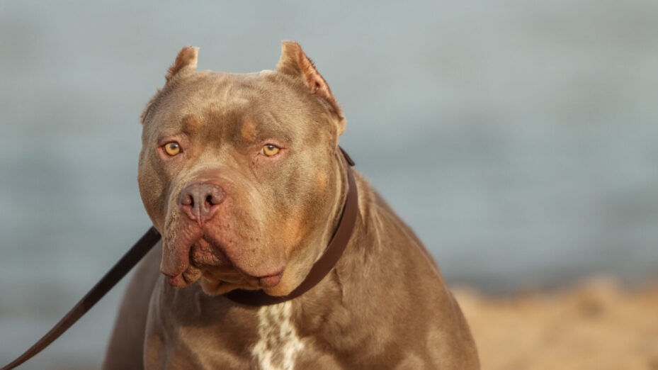 Un American Pitbull Terrier. Photo de Efrem Efre : https://www.pexels.com/fr-fr/photo/gros-plan-d-un-american-pit-bull-terrier-au-bord-du-lac-30930728/