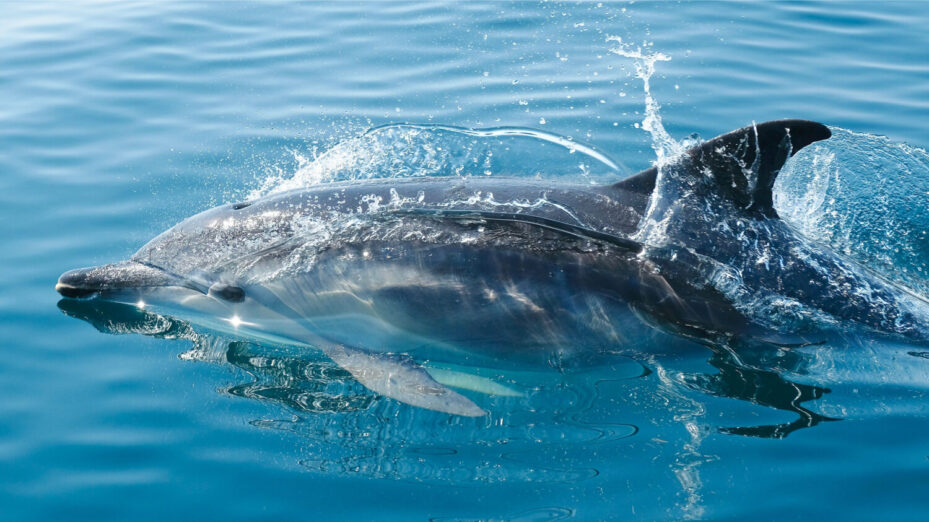 Photo de Joe Boyne: https://www.pexels.com/fr-fr/photo/dauphin-noir-dans-un-plan-d-eau-3439576/