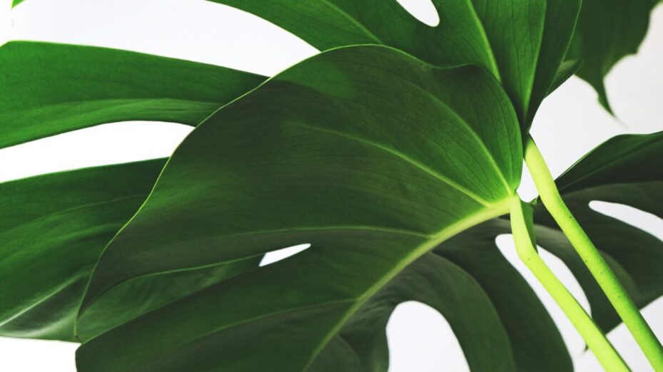 Photo de feeysur Unsplash