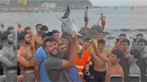 [ANIMAUX] À Ceuta, les migrants illégaux malmènent la faune et l’environnement