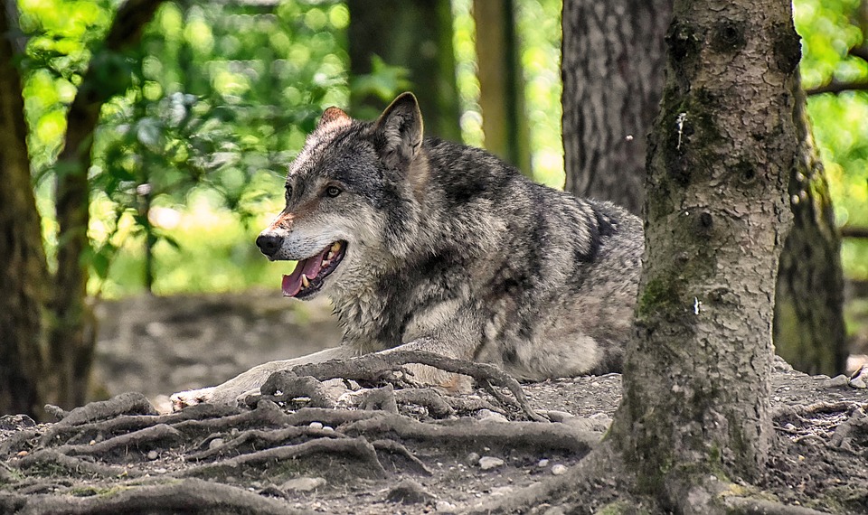 L'Engoulevent L'Île Où Vivent Les Loups L'Engoulevent ‎– L'Île Où Vivent Les Loups | antiquitesdelile