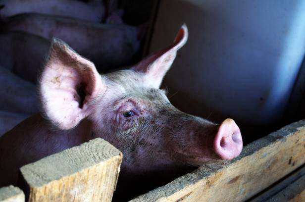 NAF NAF rachetée par des Turcs : mais où est donc passé le célèbre cochon ?